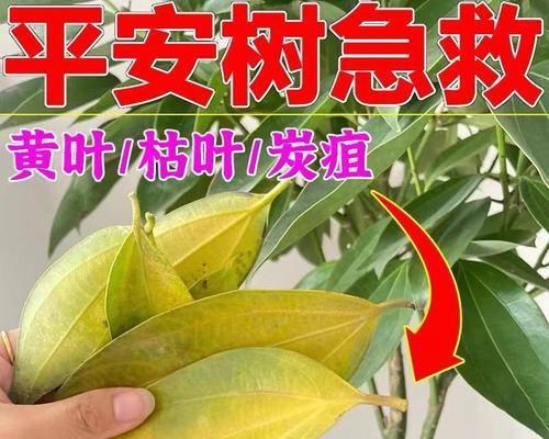 平安树叶子发黄是什么原因？