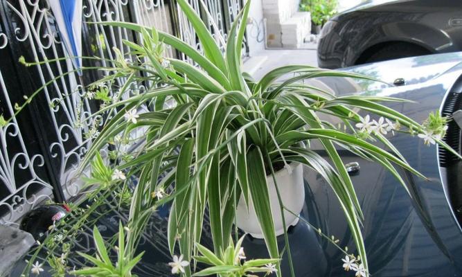 兰花花后花茎的处理与养护要点？