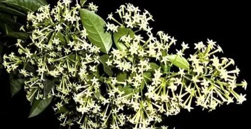 夜来香的繁殖方法有哪些？如何进行有效的繁殖？