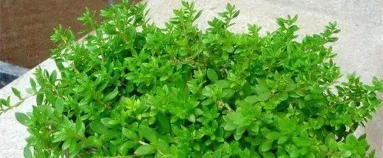 垂盆草的养殖技巧有哪些？