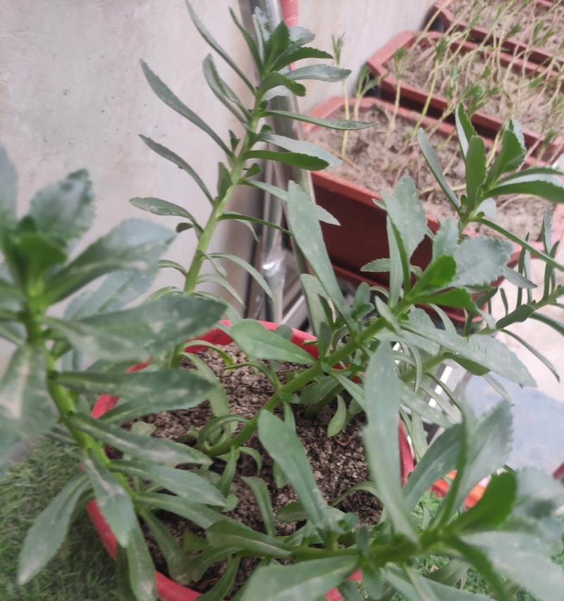 垂盆草的养殖技巧有哪些？