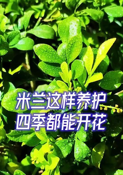 米兰枝干出现问题怎么处理？有哪些有效的解决方法？