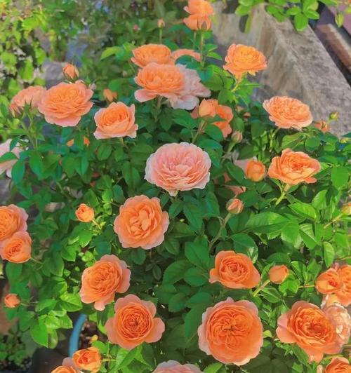 月季花的品种有哪些？月季花不同品种的养护方法是什么？