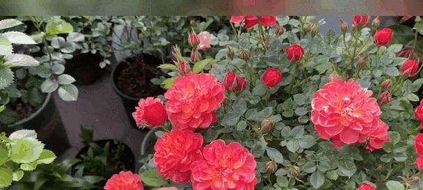 月季花的品种有哪些？月季花不同品种的养护方法是什么？