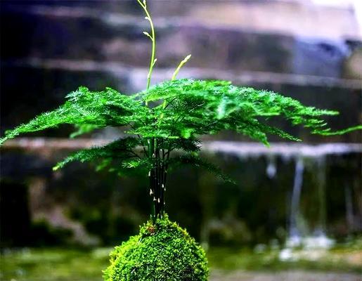 盆栽文竹浇水的正确方式是什么？