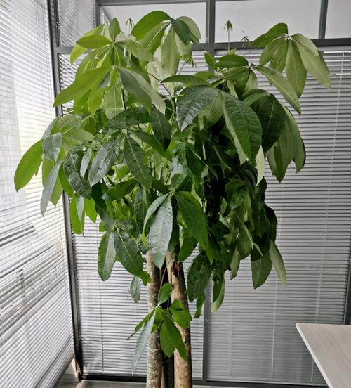 发财树剪枝的最佳时机和方法是什么？如何促进侧枝生长？