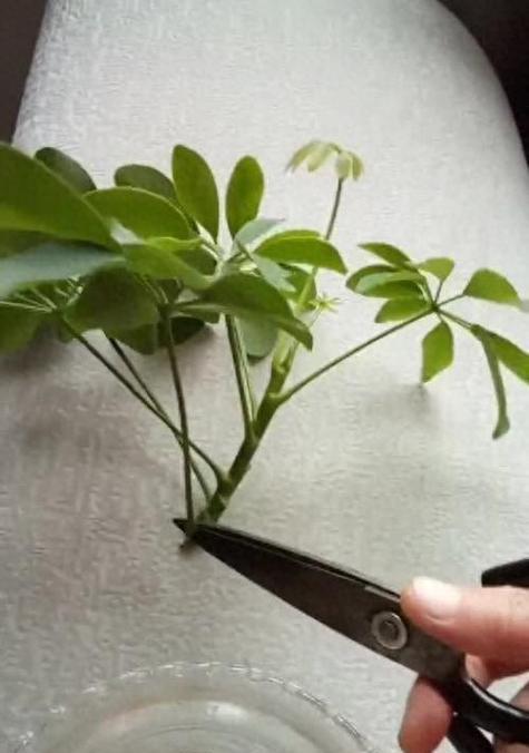发财树剪枝的最佳时机和方法是什么？如何促进侧枝生长？
