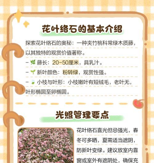 小叶络石的养殖方法和注意事项是什么？
