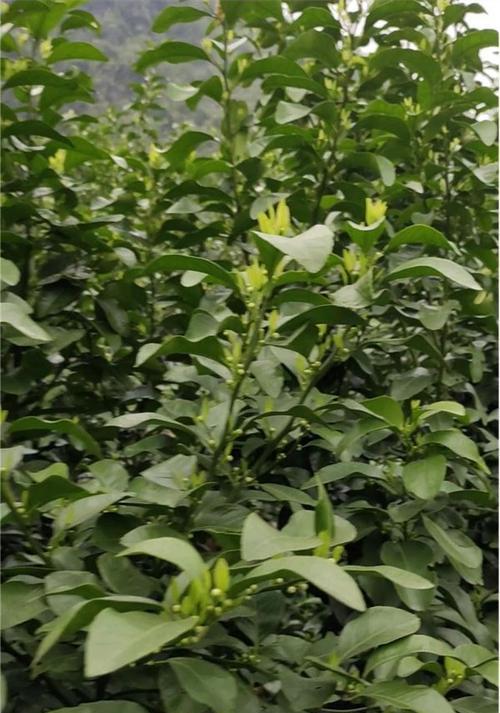 树花出现的问题如何解决？有哪些有效的处理方法？