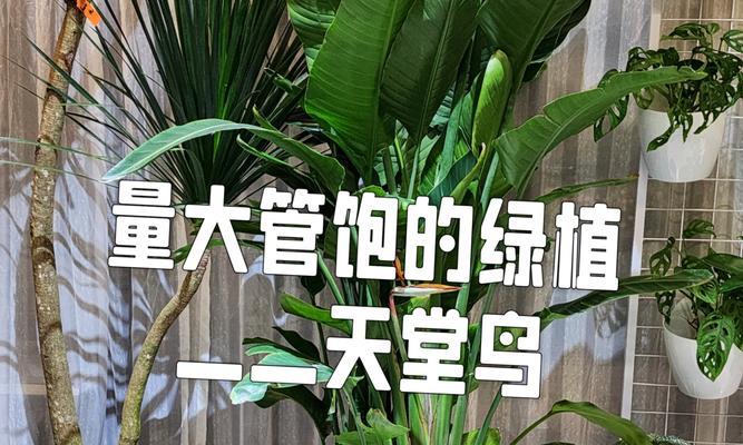 天堂鸟的养殖技巧有哪些？如何保持其鲜艳的花色？