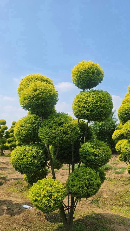 灌木类植物有哪些？如何进行修剪和管理？