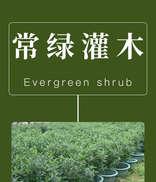 灌木类植物有哪些？如何进行修剪和管理？