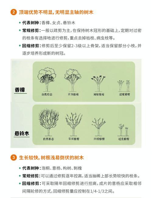灌木类植物有哪些？如何进行修剪和管理？