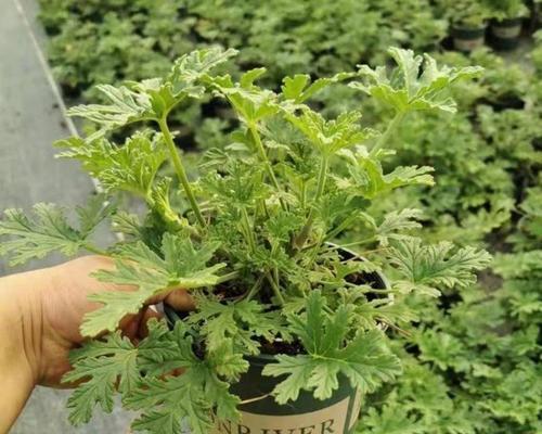 驱蚊香草种植的正确方法是什么？