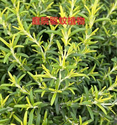 驱蚊香草种植的正确方法是什么？