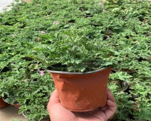 驱蚊香草种植的正确方法是什么？