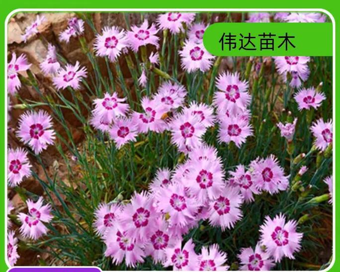 石竹播种的最佳时间是什么时候？