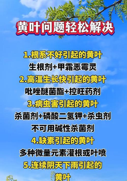 植物黄叶像什么？植物黄叶的原因有哪些？