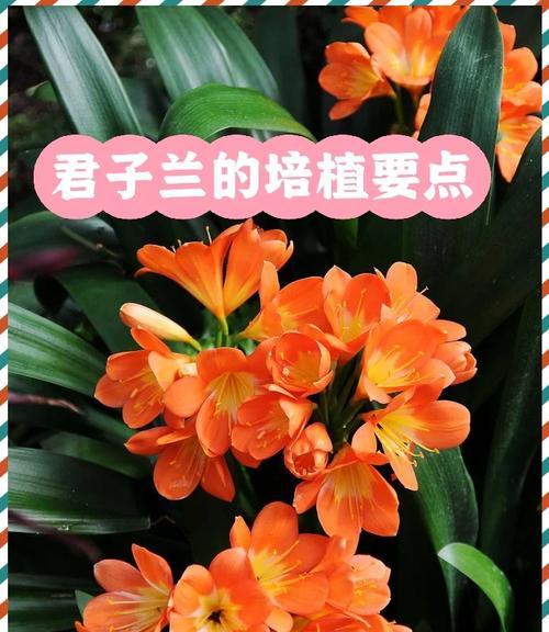 兰花的养殖方法和养护要点是什么？