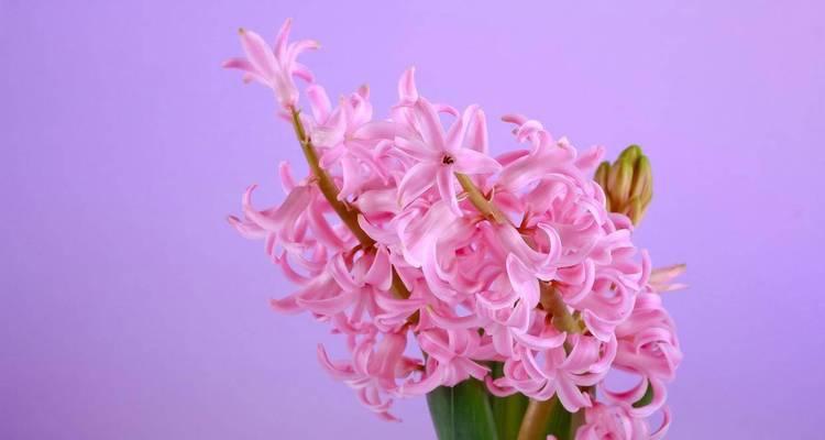 紫色花有哪些品种？紫色花卉的花语和养护方法是什么？
