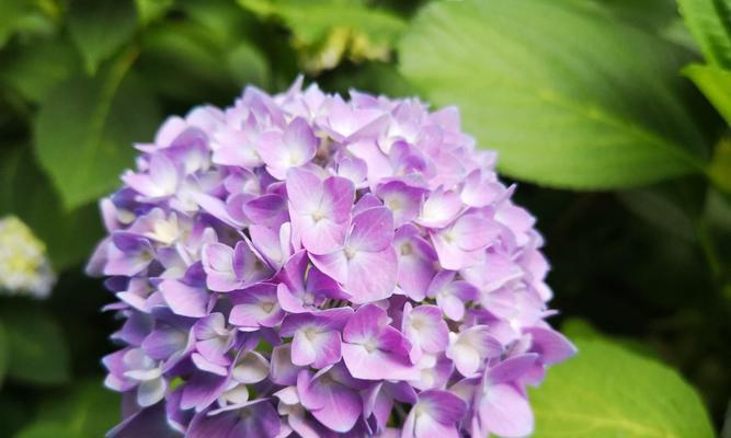 紫色花有哪些品种？紫色花卉的花语和养护方法是什么？