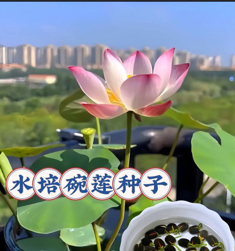 碗莲对水质有什么特殊要求？