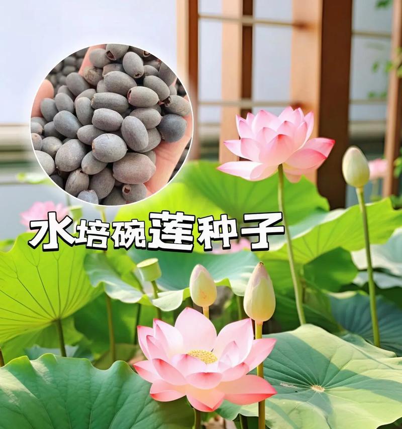 碗莲对水质有什么特殊要求？