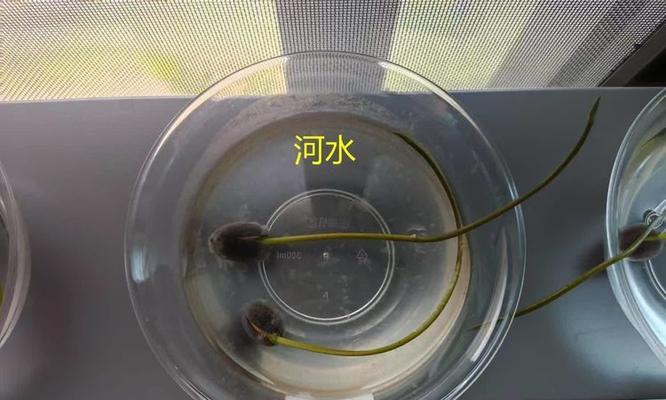 碗莲对水质有什么特殊要求？