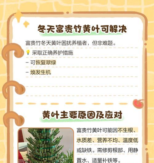 冬天的富贵竹如何养护？有哪些注意事项？