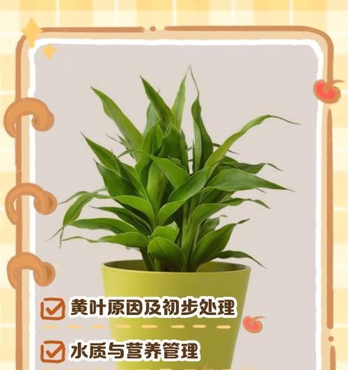 冬天的富贵竹如何养护？有哪些注意事项？
