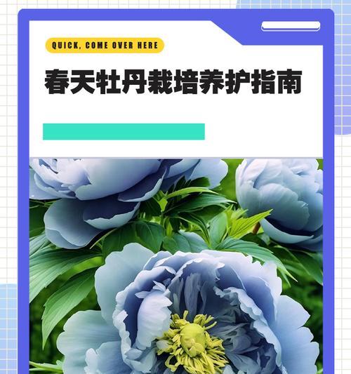 牡丹换盆的最佳时机是什么时候？