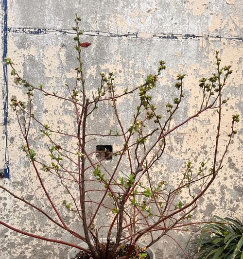 绿宝石植物的繁殖方式有哪些？
