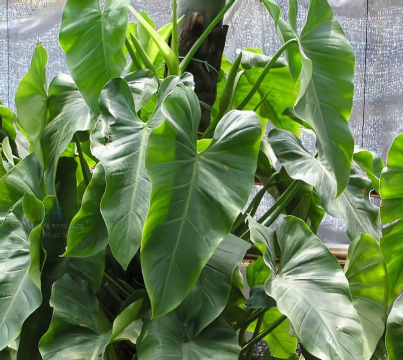 绿宝石植物的繁殖方式有哪些？