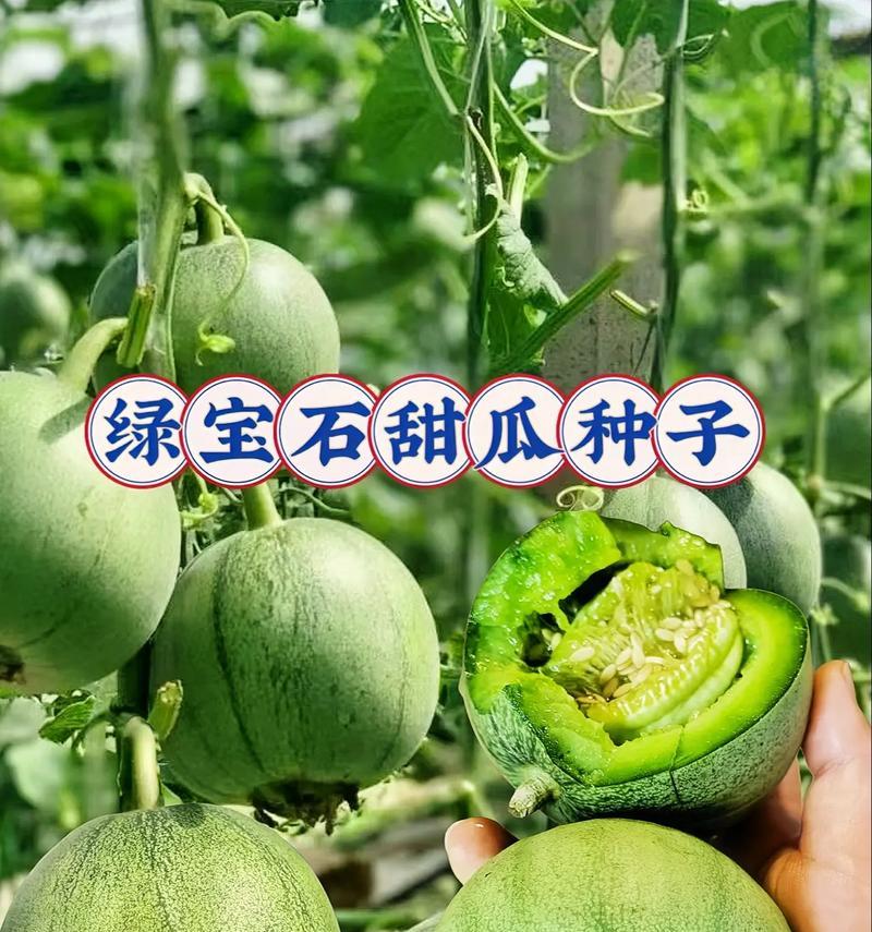 绿宝石植物的繁殖方式有哪些？