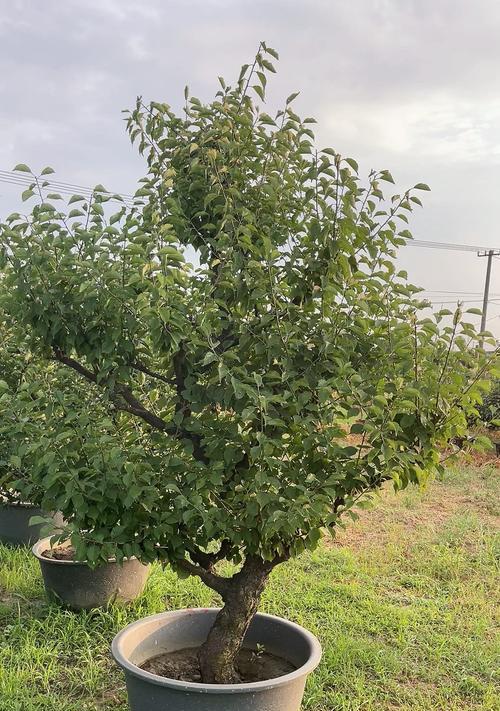 梅花修剪造型的技巧有哪些？梅花造型的最佳时期是什么时候？