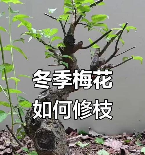 梅花修剪造型的技巧有哪些？梅花造型的最佳时期是什么时候？