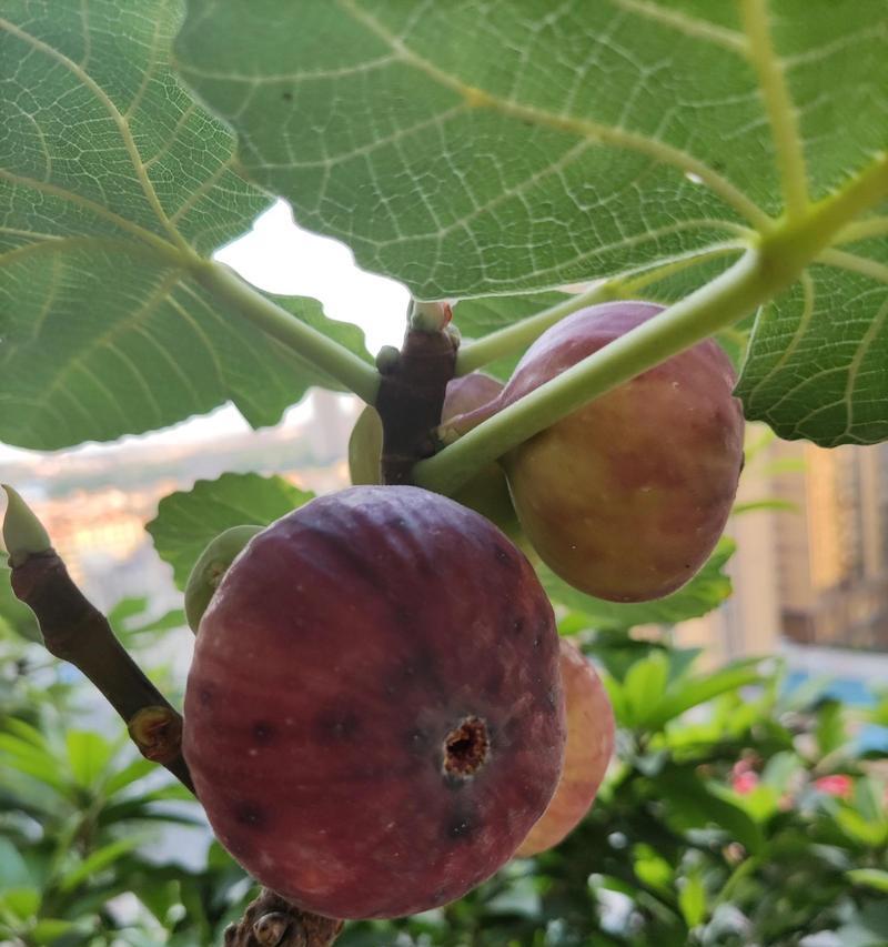 无花果有多少品种？无花果品种大全的种植指南是什么？