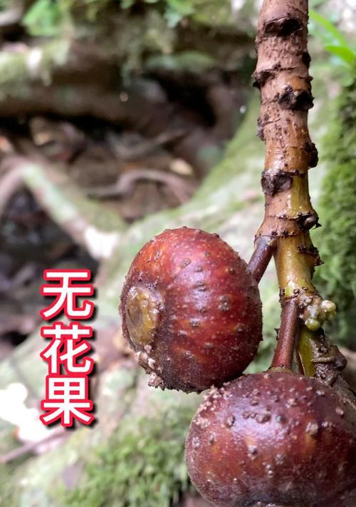 无花果有多少品种？无花果品种大全的种植指南是什么？