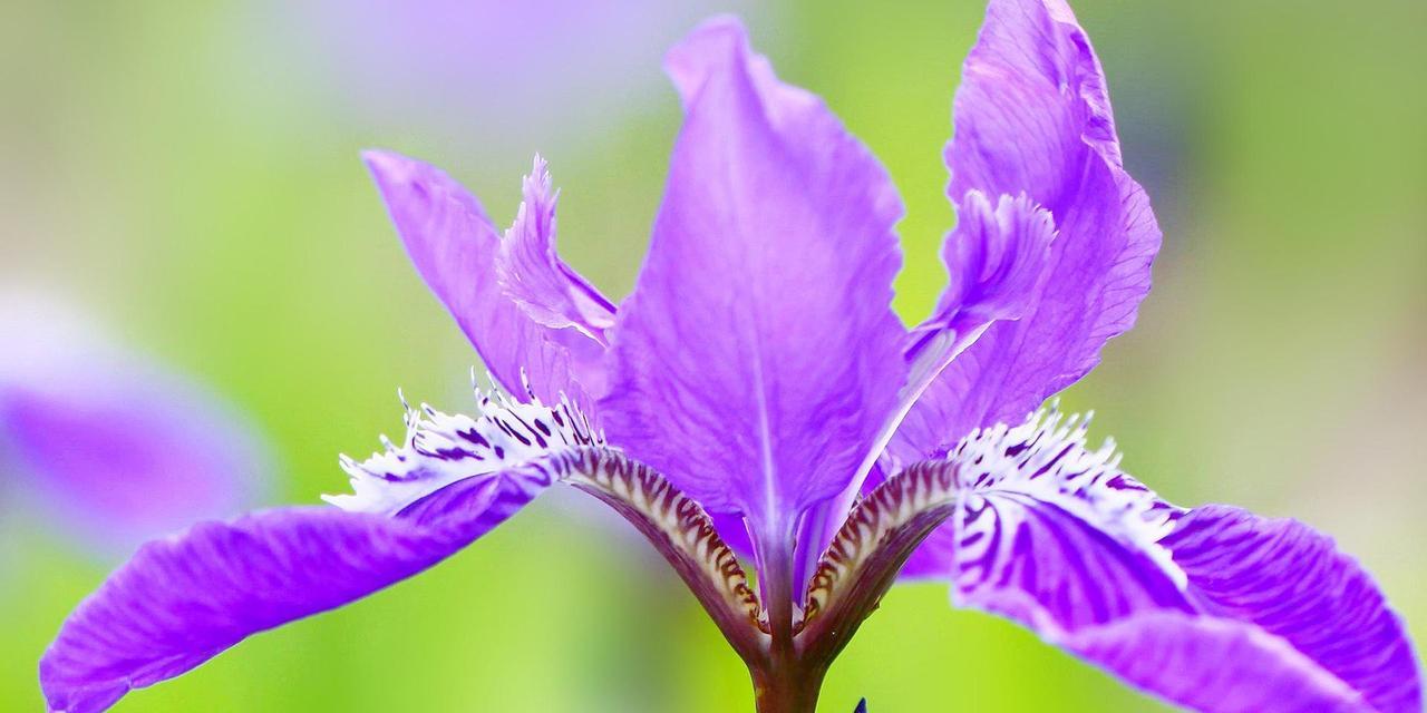 哪些花是紫色的？紫色花的种类有哪些？