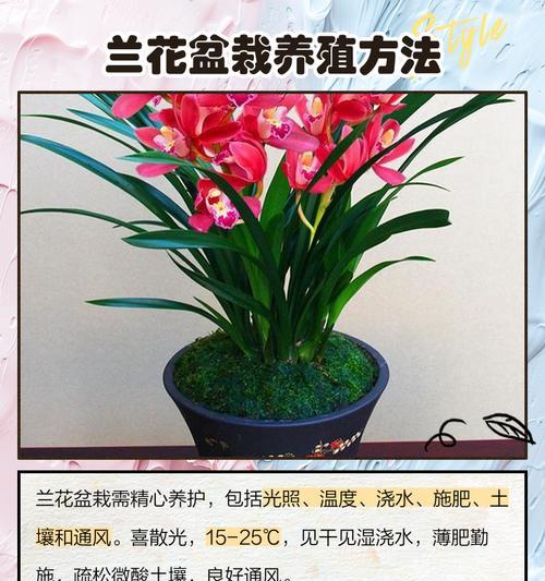兰花的养殖方法是什么？如何保持兰花的健康生长？