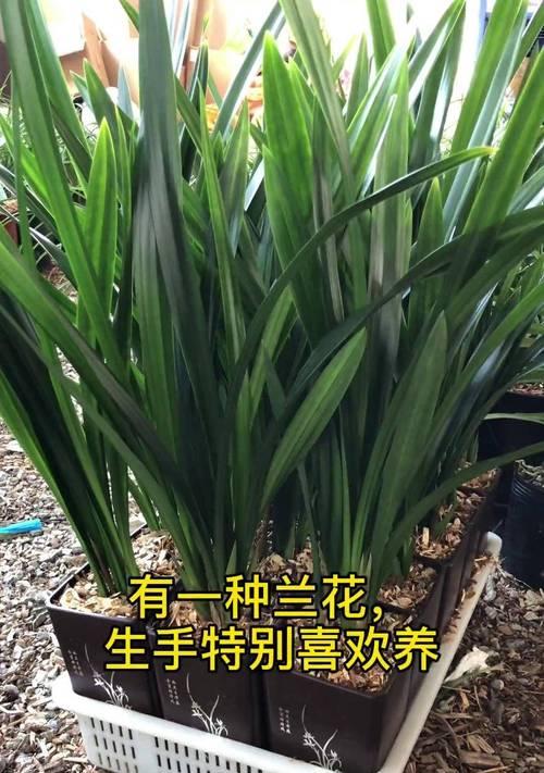 兰花的养殖方法是什么？如何保持兰花的健康生长？