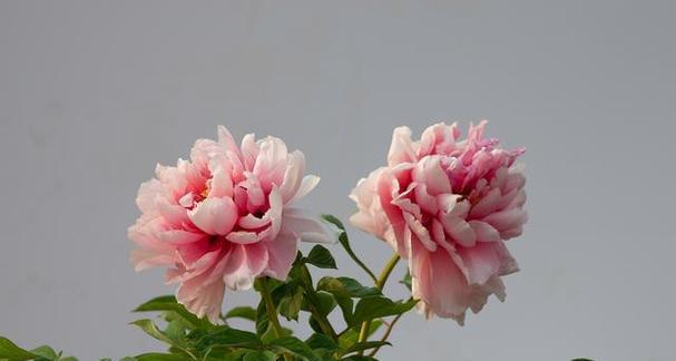 牡丹花有多少种品种？牡丹花品种的分类和特点是什么？