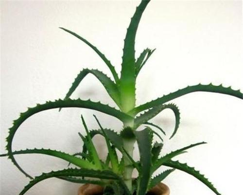 芦荟哪个品种最好？如何辨别和选择？