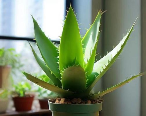 芦荟哪个品种最好？如何辨别和选择？