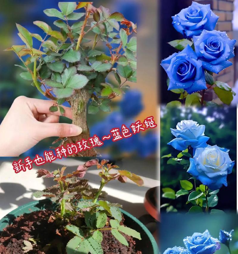 玫瑰花种植的最佳时机是什么时候？种植步骤有哪些？