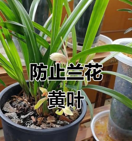 兰花叶子发黄的解决方法？