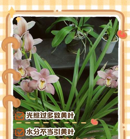 兰花叶子发黄的解决方法？