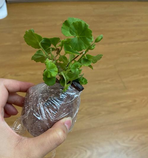 天竺葵施肥的正确方法是什么？