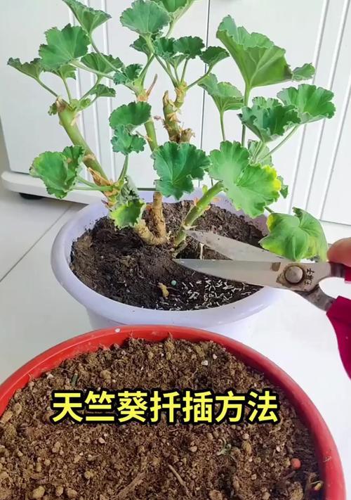 天竺葵施肥的正确方法是什么？
