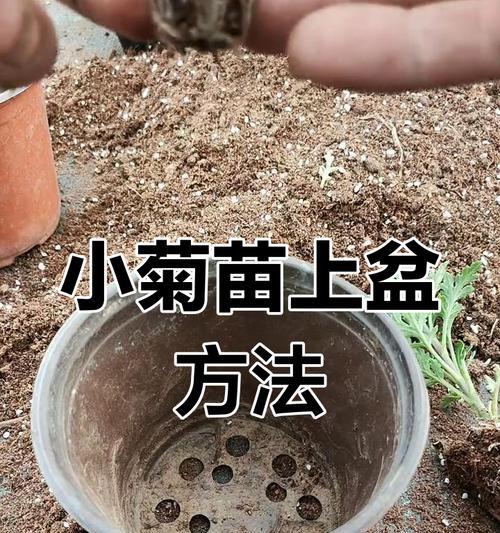 瓜叶菊种子播种方法？怎样提高发芽率？